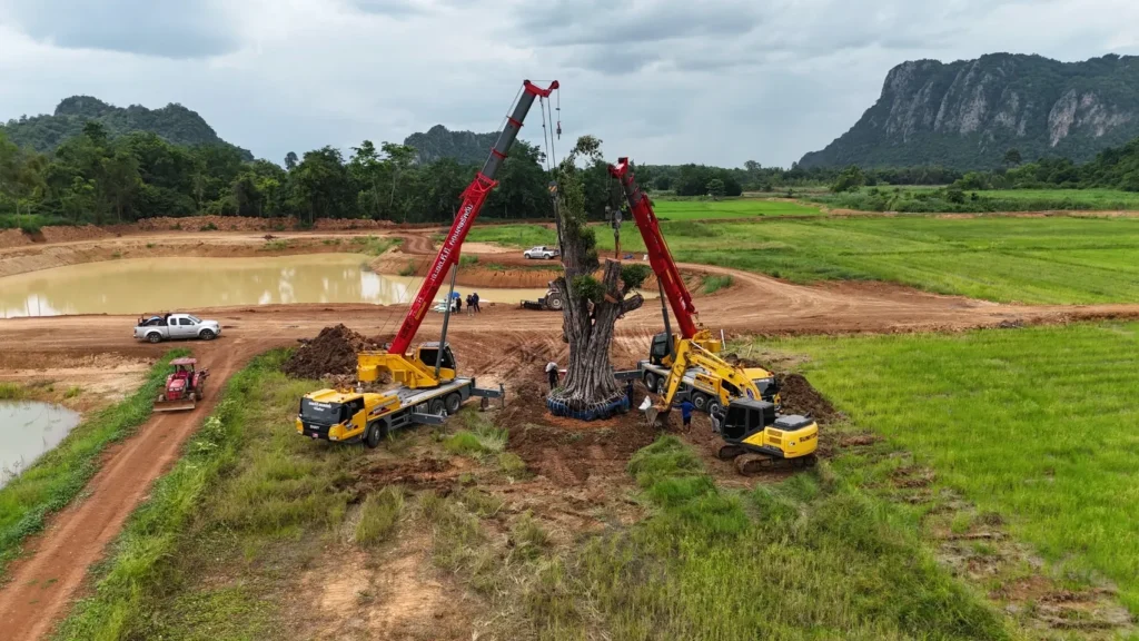 เครนยกต้นไม้ใหญ่