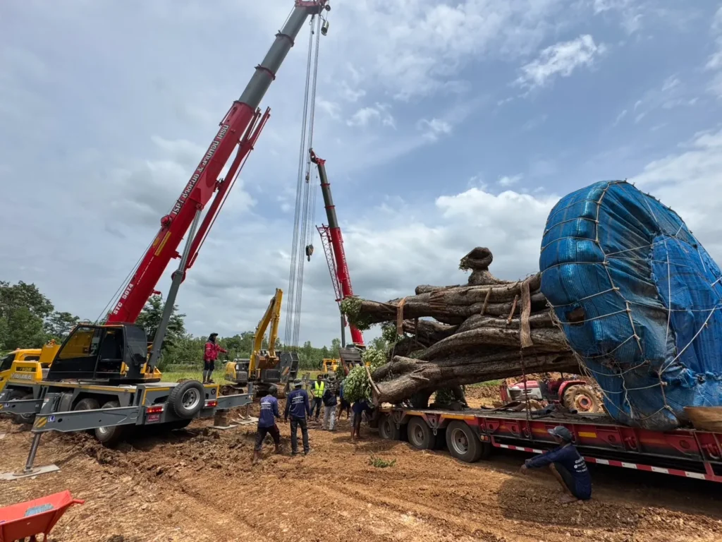 เครนยกต้นไม้ใหญ่